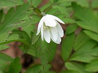 �L�N�U�L�C�`�Q