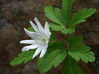 �L�N�U�L�C�`�Q