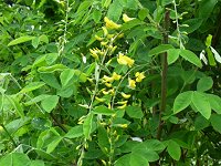 �L���O�T��