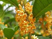 �L�����N�Z�C