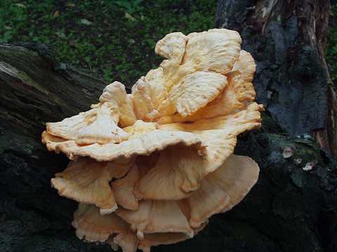 �A�C�J���^�P