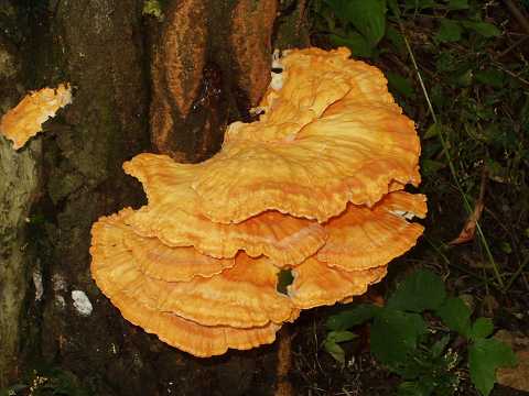 �A�C�J���^�P