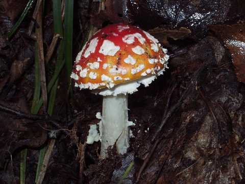 �x�j�e���O�^�P