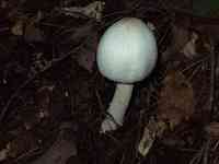 �h�N�c���^�P