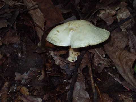 �h�N�c���^�P