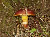 �n�i�C�O�`