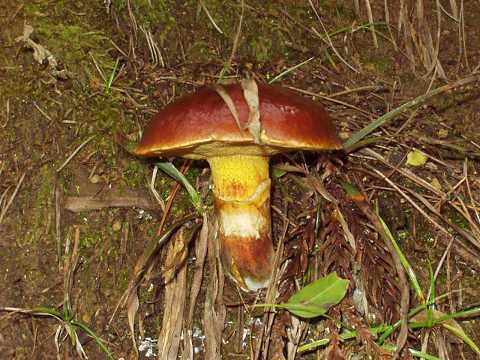 �n�i�C�O�`