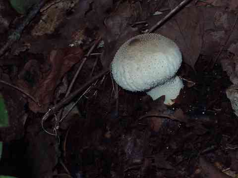 �z�R���^�P