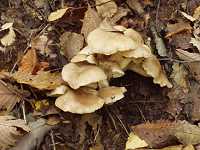 �z���V���W