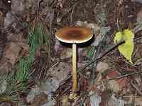 �J�o�C���c���^�P