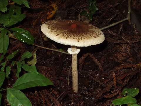 �J���J�T�^�P