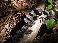 �J�����^�P