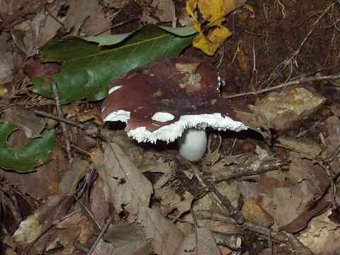 �J�����n�c