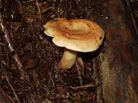 �L�`�`�^�P