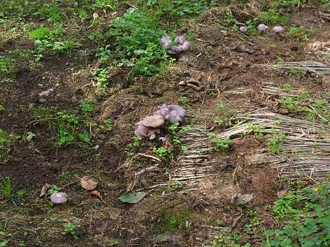 コムラサキシメジ