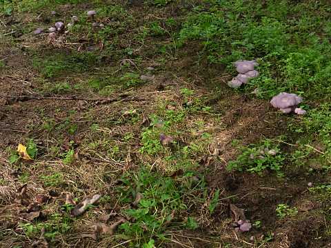 コムラサキシメジ