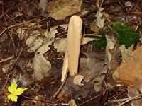 �R�X���R�M�^�P