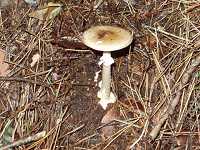 �R�e���O�^�P���h�L