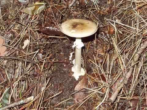 �R�e���O�^�P���h�L