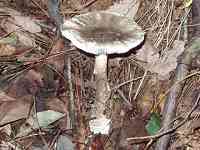 �N���^�}�S�e���O�^�P