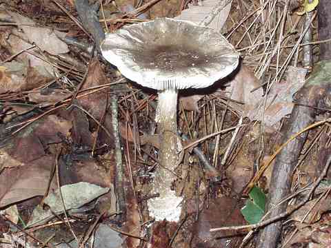 �N���^�}�S�e���O�^�P