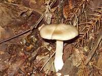 �N�T�E���x�j�^�P