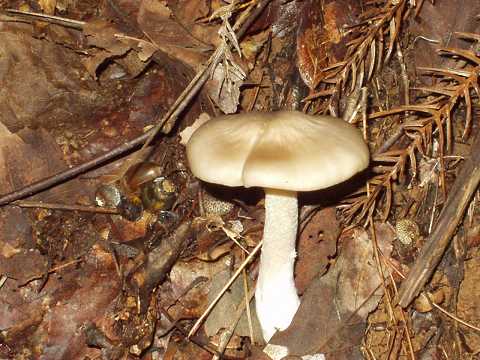 �N�T�E���x�j�^�P