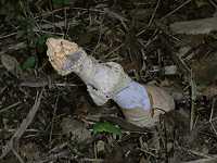 �}�N�L�k�K�T�^�P