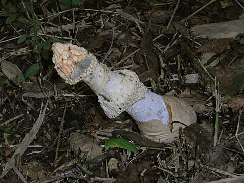 �}�N�L�k�K�T�^�P