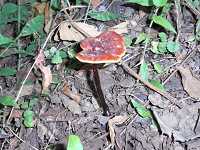 �}���l���^�P