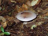 �����T�L�V���W