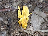 �i�M�i�^�^�P