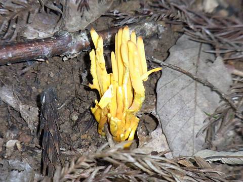 �i�M�i�^�^�P