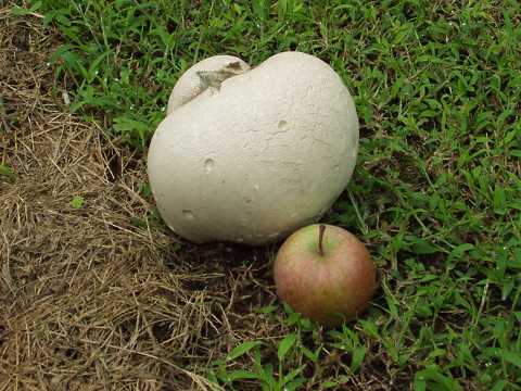 �I�j�t�X�x