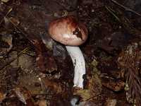 �T�N���V���W