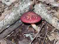 �T�}�c���h�L