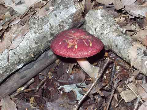 �T�}�c���h�L