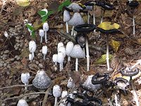 �T�N���V���W