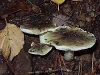 �V���t���V���W