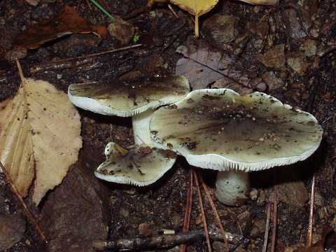 �V���t���V���W