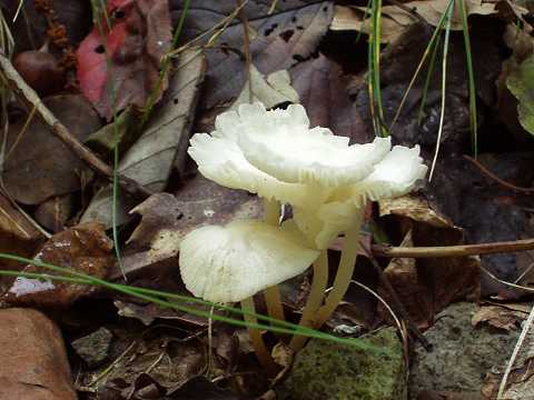 �V���z�E���C�^�P