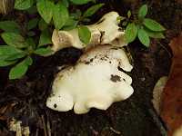 �V���J�m�V�^