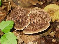 �V�V�^�P���h�L