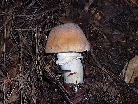 �V���E�Q���W