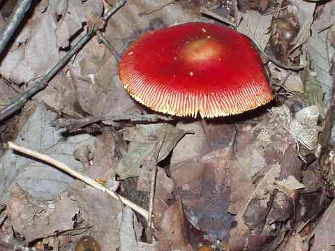 �^�}�S�^�P