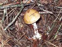 �^�}�S�e���O�^�P���h�L