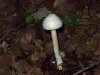 �^�}�V���I�j�^�P