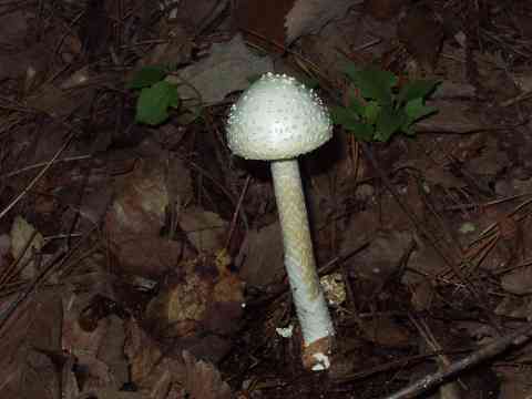 �^�}�V���I�j�^�P