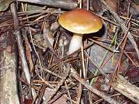 �`�`�A���^�P