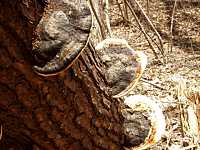 �̂̉��̍��|